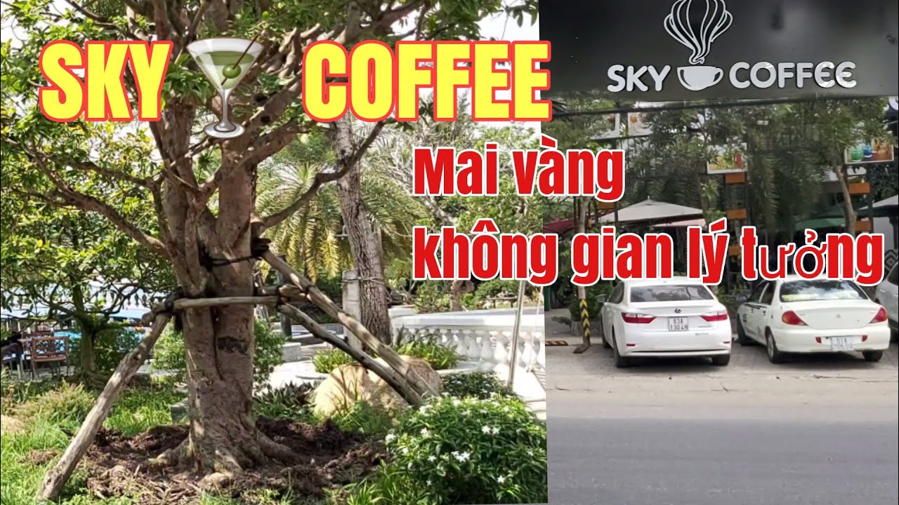 CÀ PHÊ "SKY COFFEE" KHÔNG GIAN XANH VÀ NHỮNG CÂY MAI ĐẸP NƠI ĐẾN LÝ TƯỞNG