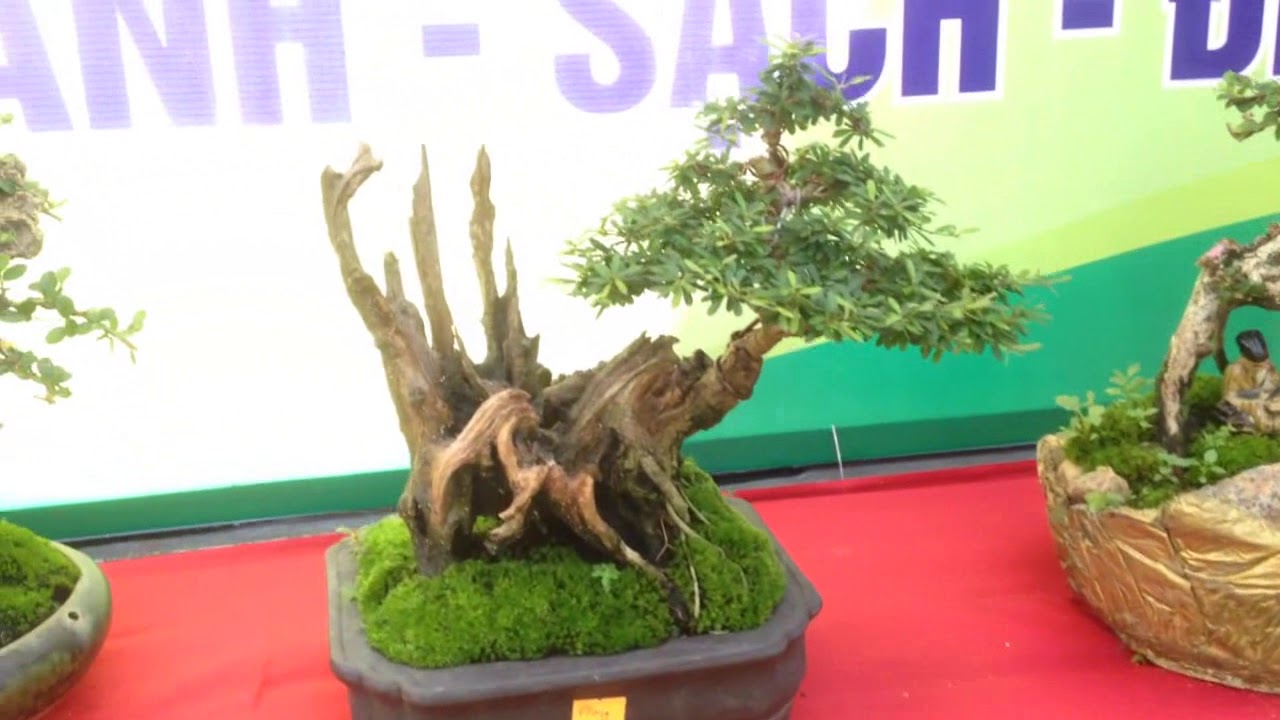 CÂY MINI CŨNG ĐẸP QUÁ TRỜI | Bonsai Binh Dinh