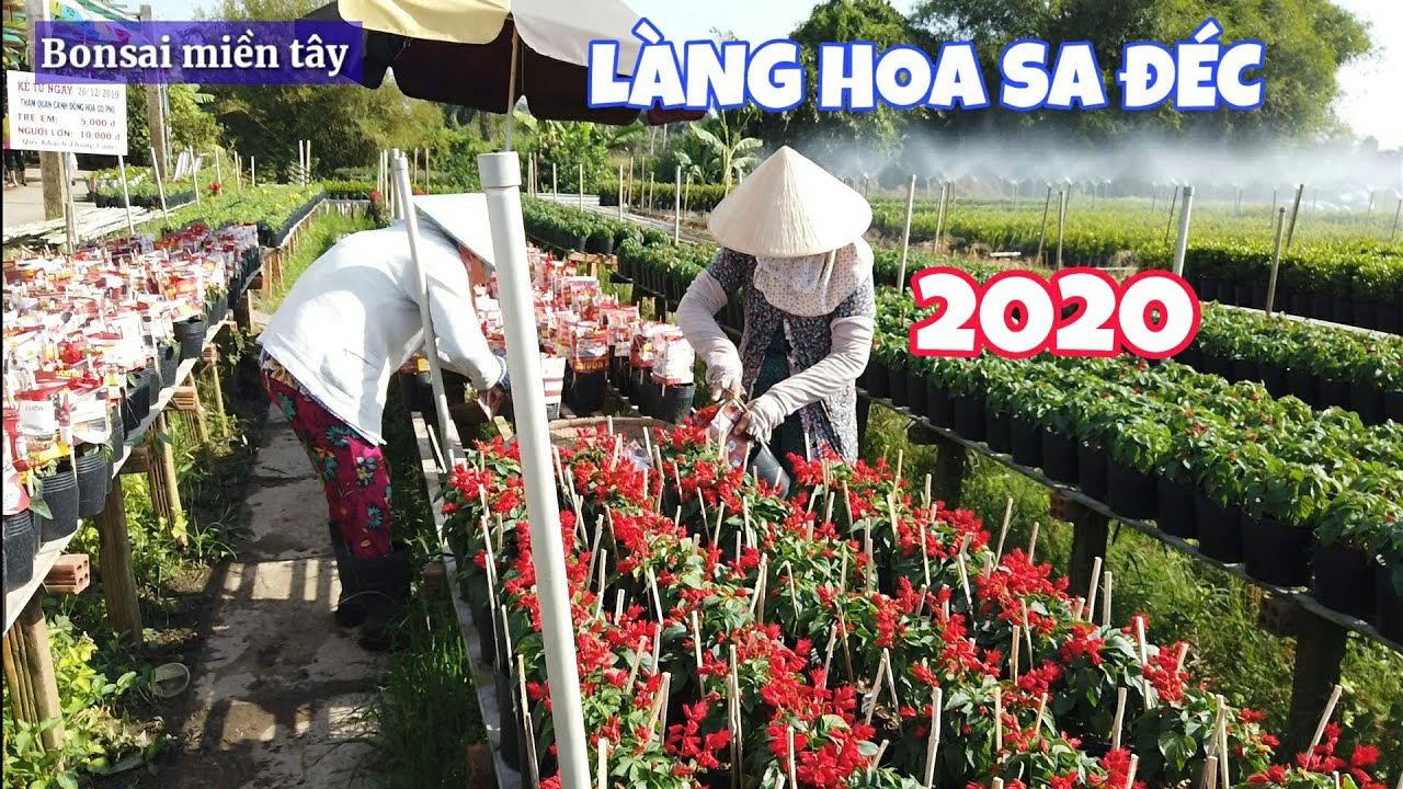 CHỢ HOA TẾT 2020 - Làng hoa sa đéc với hàng ngàn giỏ hoa sẵn sàng đón tết 2020 | Bonsai miền tây