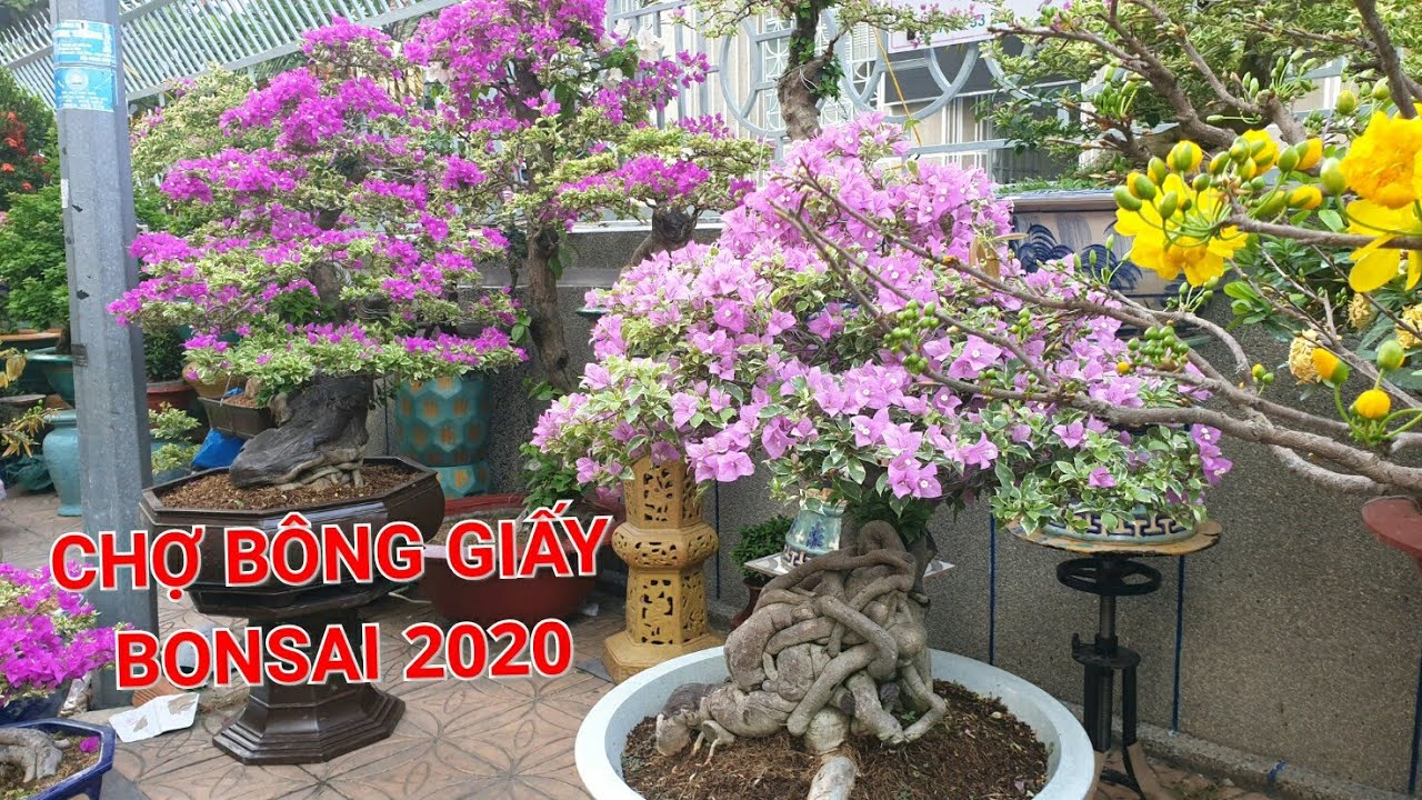 CHỢ HOA TẾT 2020 - chợ BÔNG GIẤY BONSAI cần thơ | Bonsai miền tây