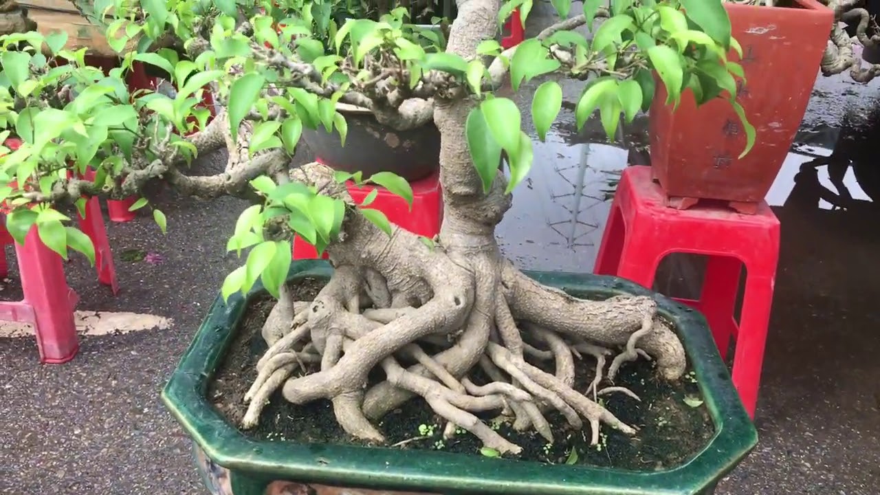 CHƠI CÂY GẠO KHỦNG NÀY CHẮC KHÔNG LO ĐÓI CÁC BÁC - BÁO GIÁ CÂY GẠO BONSAI CHỢ VẠN PHÚC