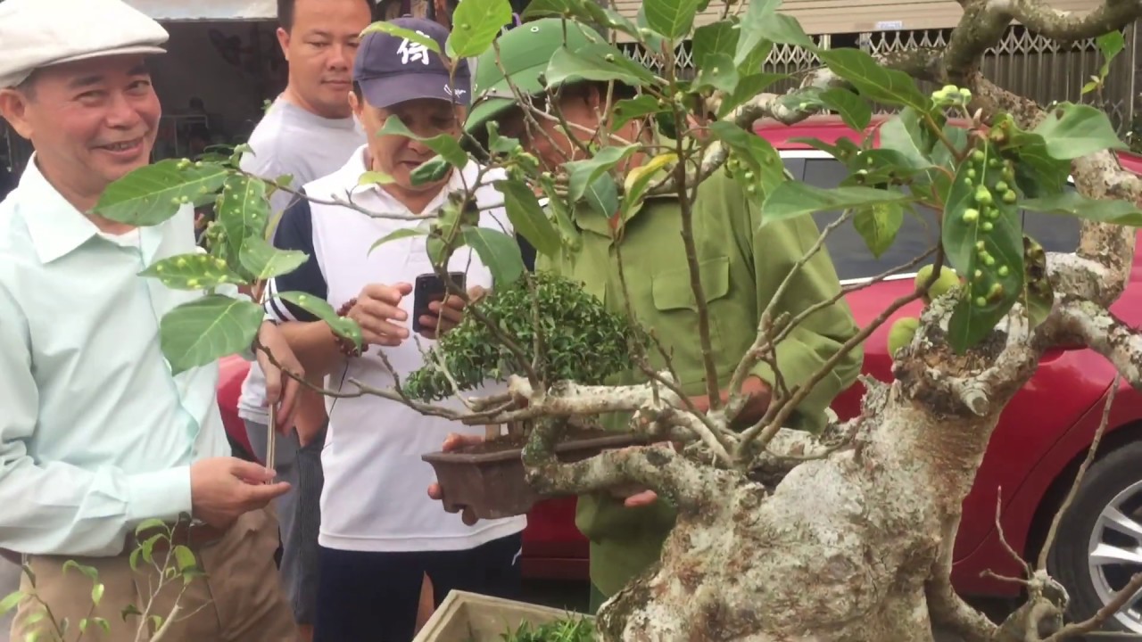 CHÚC MỪNG ANH HẢI ĐÃ SỞ HỮU TÁC PHẨM TÙNG LA HÁN THÁC ĐỔ - BONSAI NGHỆ THUẬT ĐẸP