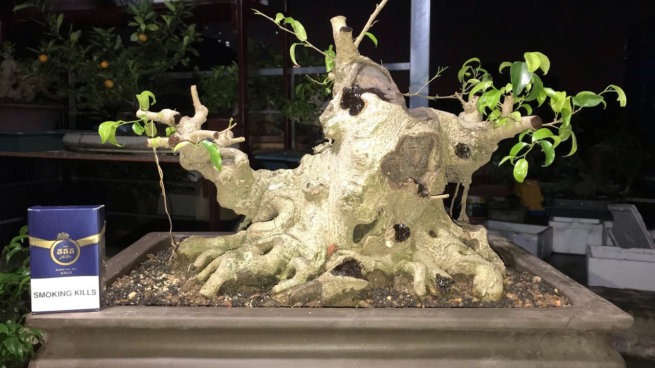 CỐT SANH NAM ĐIỀN RẤT MẠCH LẠC, THÂN BỆ, TAY CHỐT ĐÓNG CHUẨN ĐÉT - BONSAI ĐÁNG SƯU TẦM