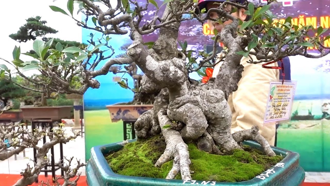 Cả làng ai cũng thích cây này, những cây quá đẹp. Beautiful bonsai trees