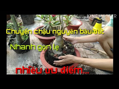 🌺Cách chuyển chậu trực tiếp giúp cây sứ không bị mất sức và nhiều ưu điểm khác