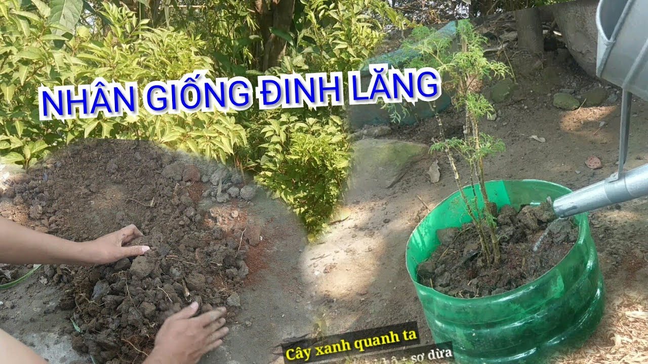 Cách nhân giống CÂY ĐINH LĂNG đơn giản [cay xanh quanh ta]