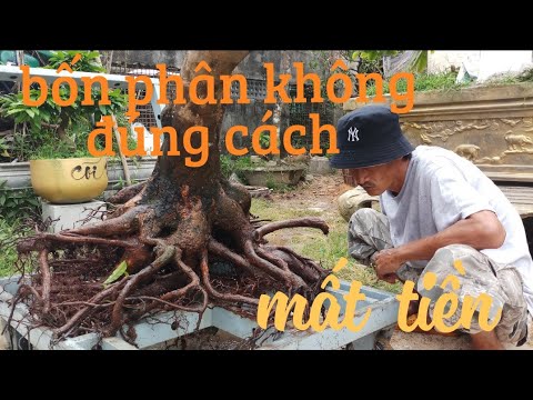 Cách sử lý cây mai bị suy yếu