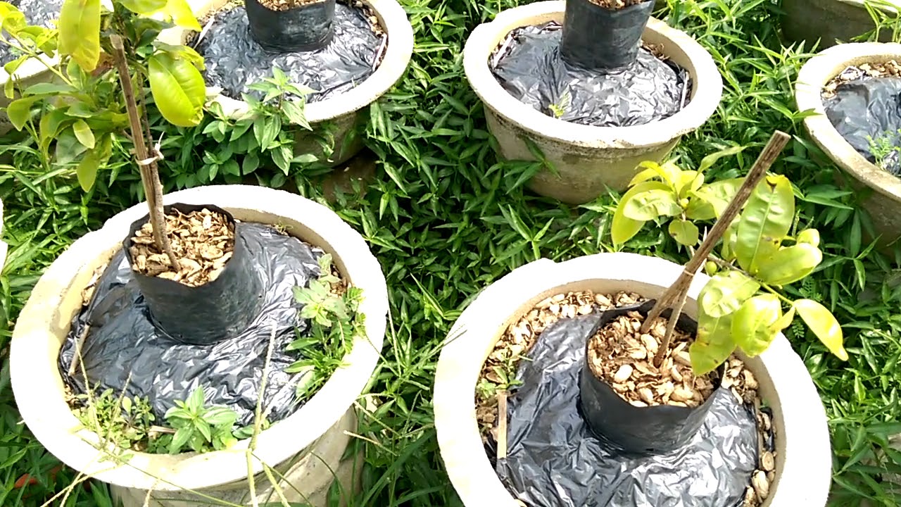 Cách trồng Mai hay đây - Bonsai Binh Dinh