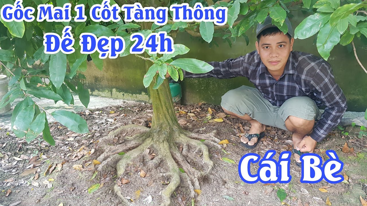 Cặp mai tàng đế quái của anh Nhân Cái Bè 0946433212