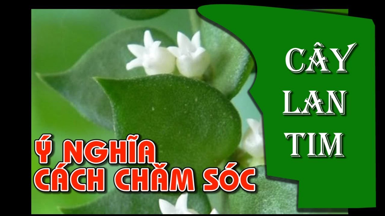 Cây Lan Tim | Cây Thụy Khúc | Dischidia ruscifolia  [cayxanhquanhta]