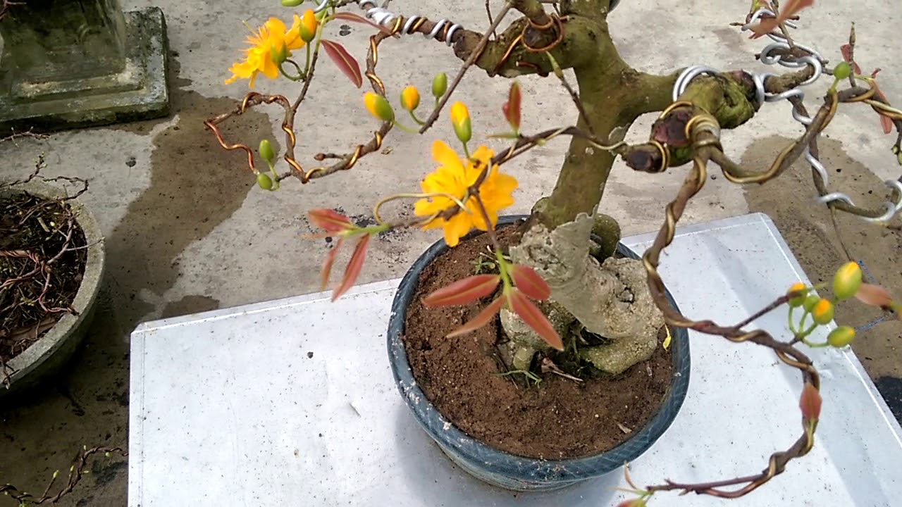 Cây Mai Màu Cam - Bonsai Binh Dinh