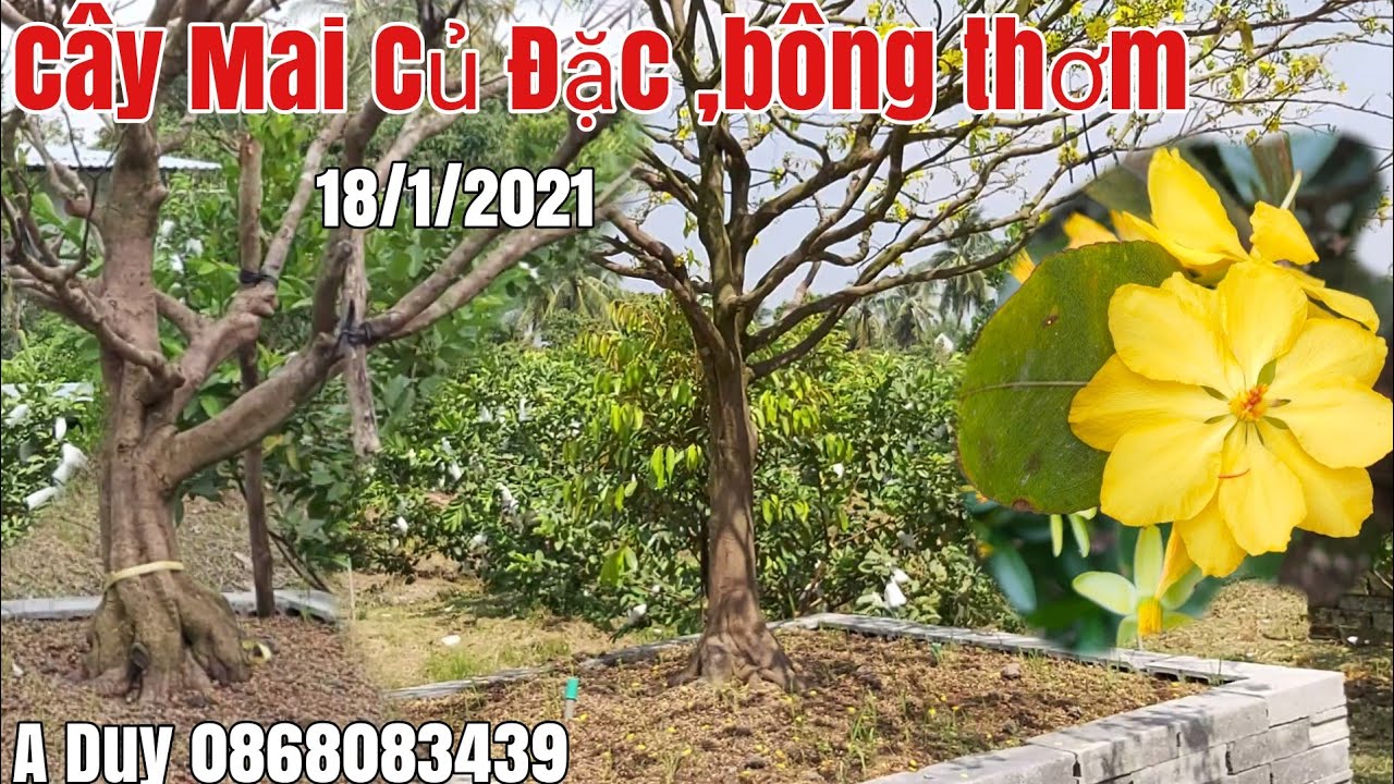 Cây Mai bông thơm đế đặc và đẹp giá hợp lý gặp A Duy 0868083439 Cái Bè Tiền Giang