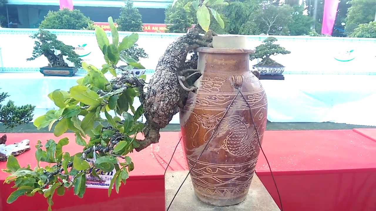 Cây Mai có một không hai, quá độc-Bonsai Binh Dinh