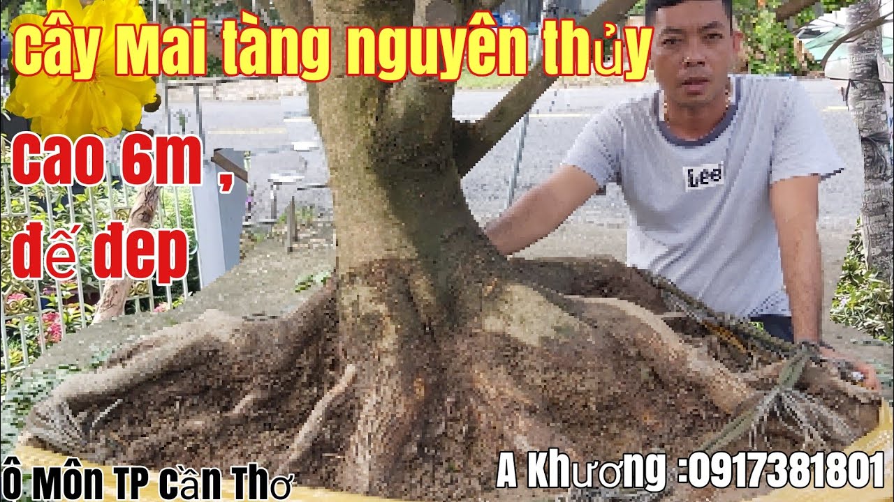 Cây Mai tàng nguyên thủy cao 6m đế đẹp giá hợp lý gặp A Khương 0917381801 Ô Môn TP cần Thơ