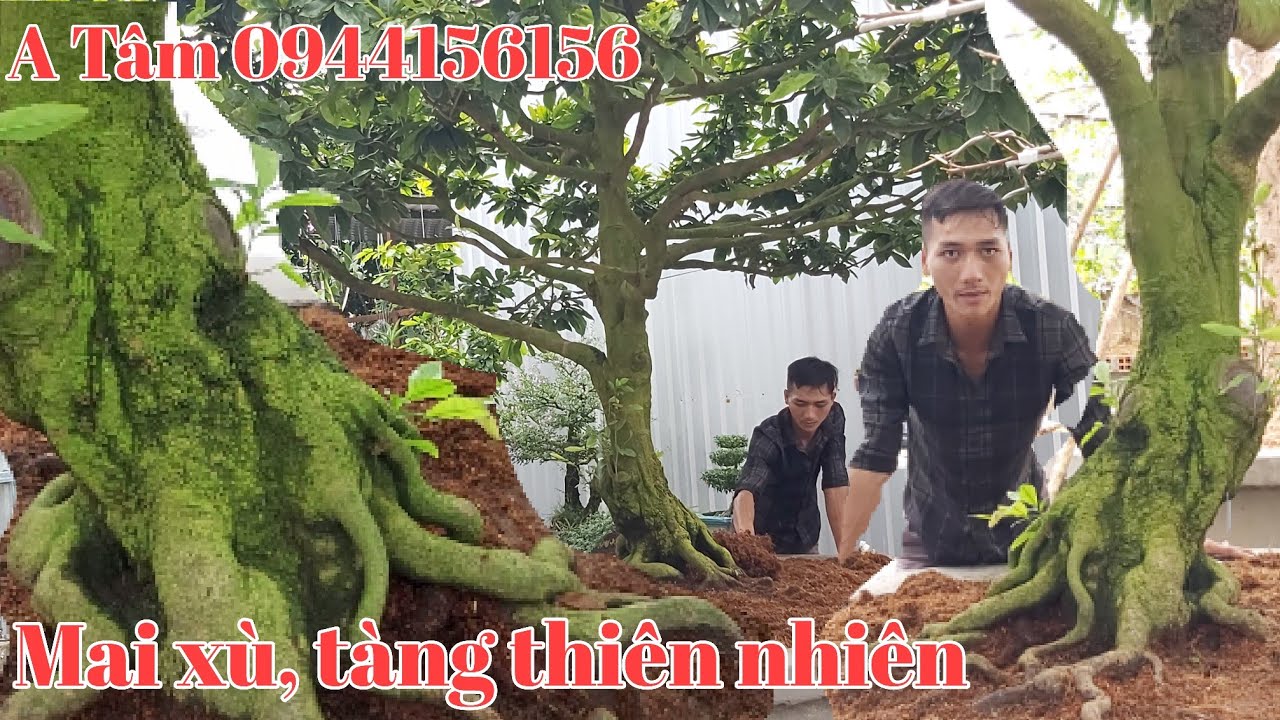 Cây Mai xù dáng thú tàng thiên nhiên đẹp gặp A Tâm 0944156156 Tháp Mười tỉnh Đồng Tháp ngày 5/8.