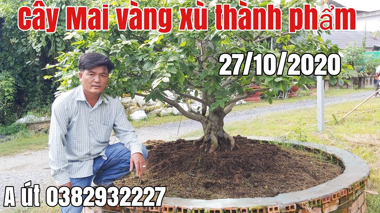 Cây Mai xù đế đẹp thành phẩm gặp A út 0382932227