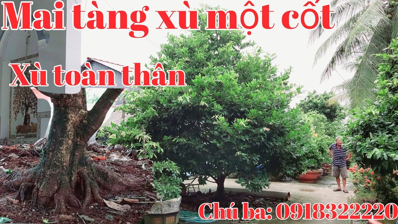 Cây Mai xù toàn thân một cốt tàng thông gặp Chú ba 0918322220 quận Thốt Nốt Cần Thơ