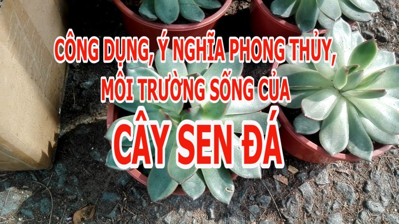 Cây Sen Đá : Công dụng, ý nghĩa, môi trường sống [cay xanh quanh ta]