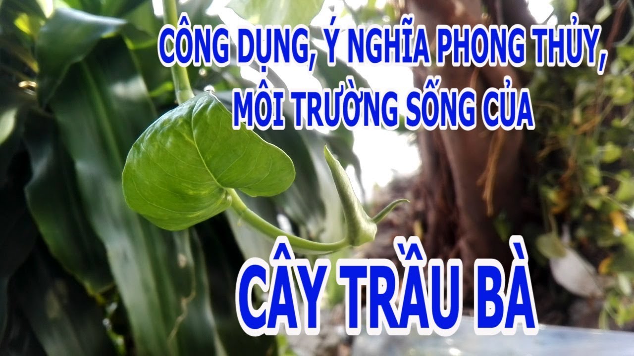 Cây Trầu Bà : tác dụng, ý nghĩa, môi trường sống [cay xanh quanh ta]