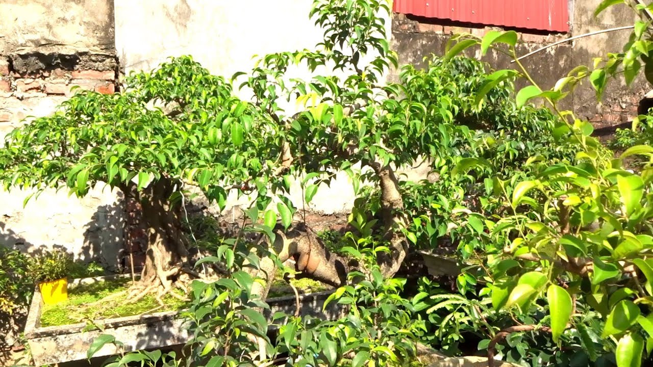 Cây cảnh gì mà quý hiếm vậy, nhiều người đến xin giống - precious and rare bonsai tree of Mr Phuong