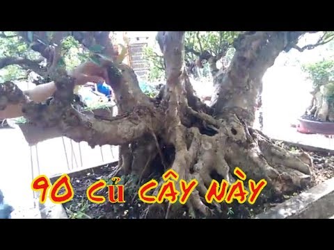 Cây cừa 90 triệu tại Triển lãm sinh vật cảnh An Nhơn Bình Định