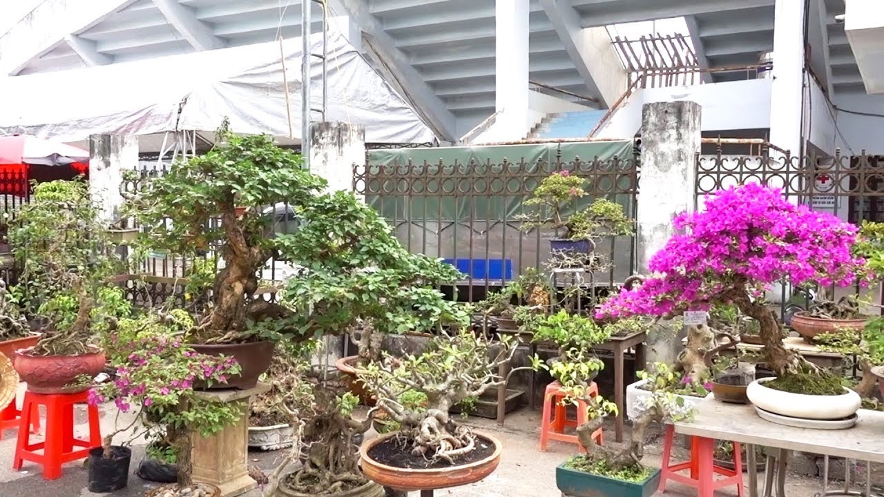 Cây đạt giải ở triển lãm tầm cỡ quốc gia có ở chợ, giá tiền ntn - bonsai trees won the bronze medal