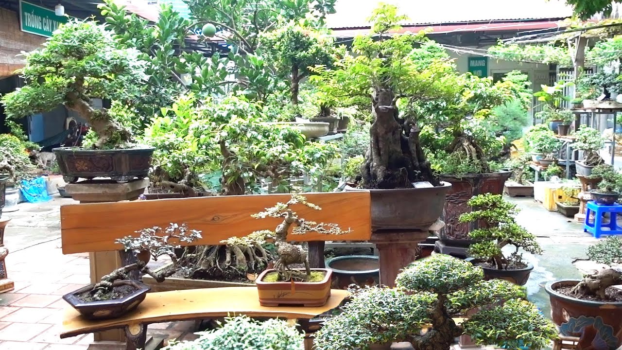 Cây độc đáo, đẳng cấp giá lại  thấp - cheap and beautiful bonsai trees