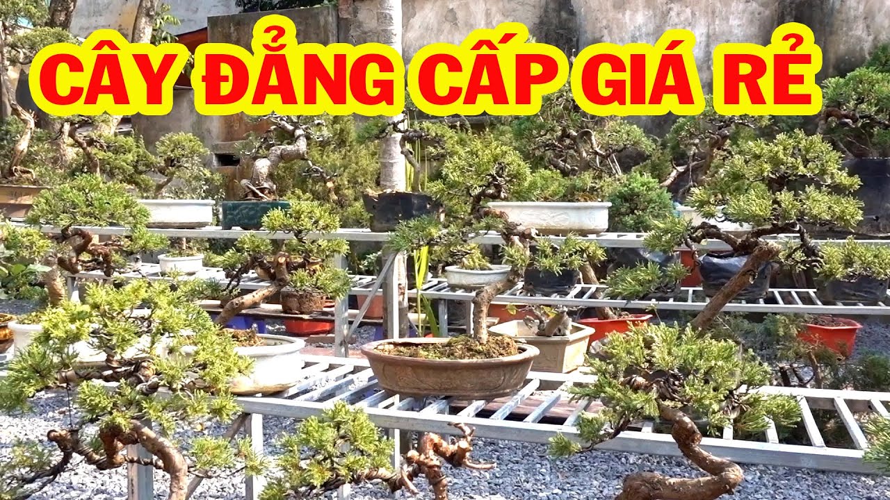 Cây giá rẻ nhưng cũng đủ tầm hội nhập quốc tế - bonsai trees is cheap, pine