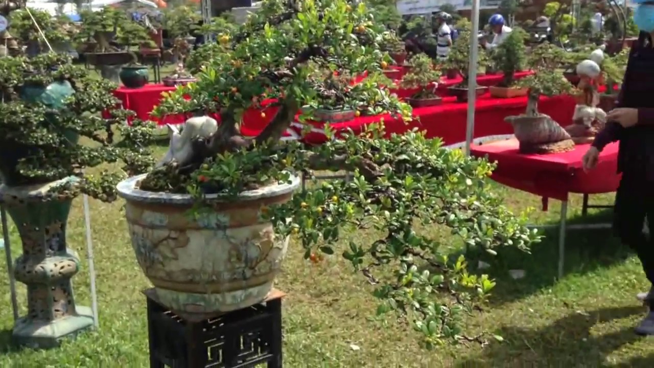 Cây hạ châu cho trái đẹp | Bonsai Binh Dinh