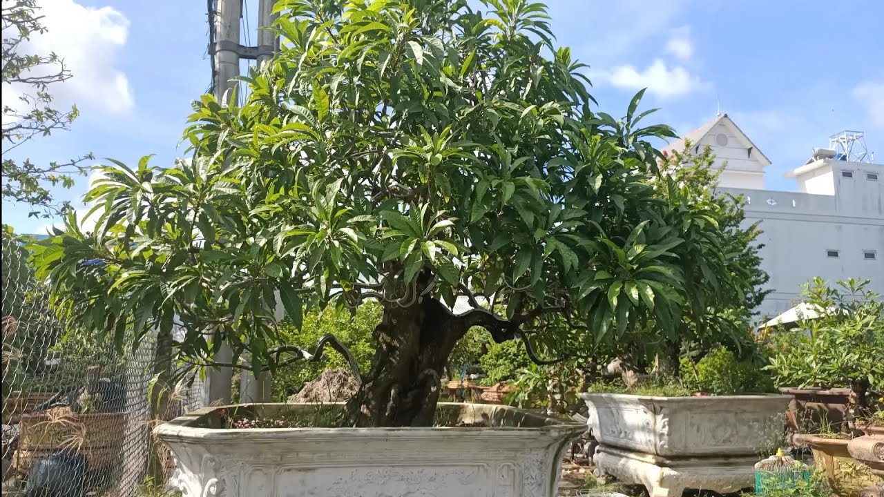 Cây lê ki ma - Những cây lê ki ma bonsai trong vườn cây kiểng A Tèo -