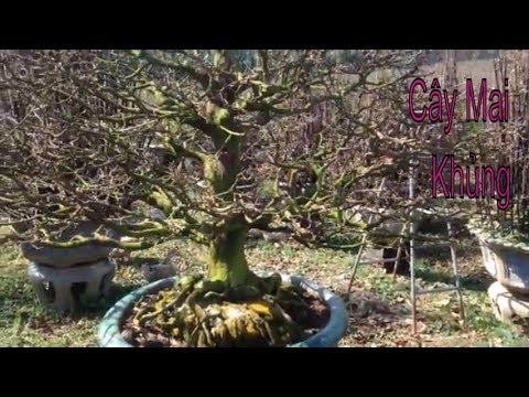 Cây mai già giá 100 chai - Bonsai Binh Dinh