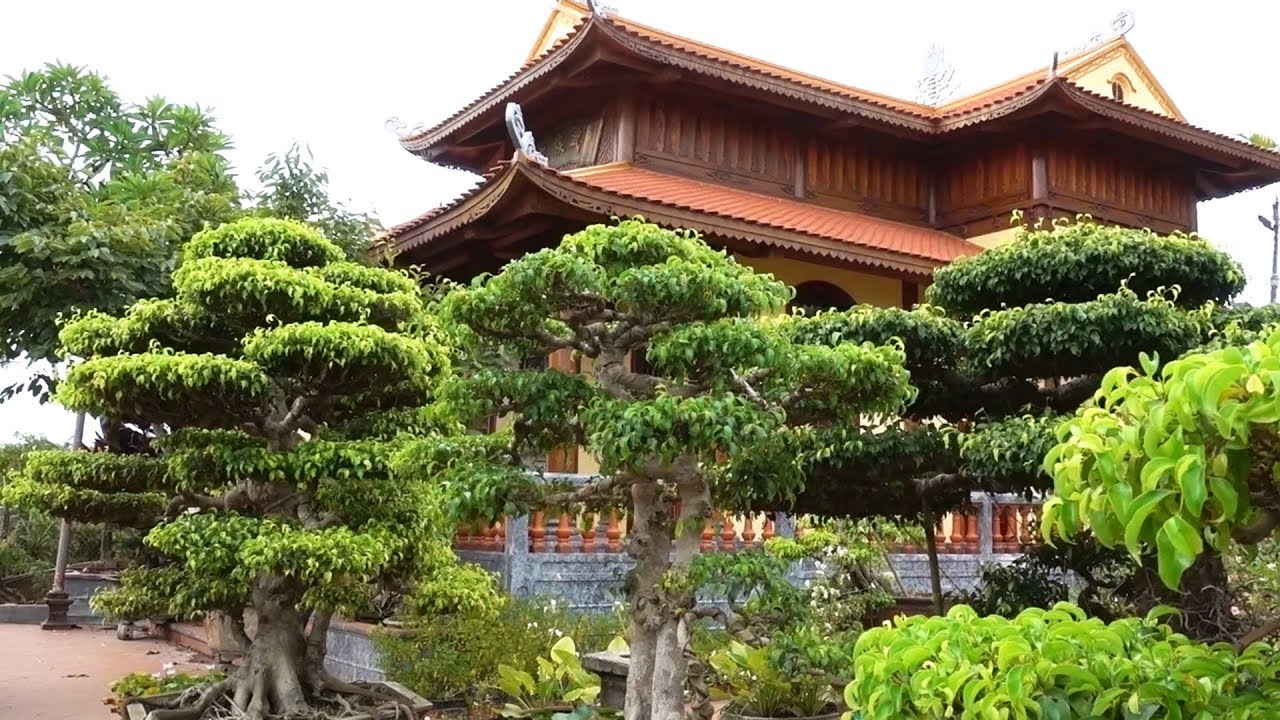 Cây quý của gia đình có 3 nghệ nhân sinh vật cảnh - beautiful bonsai of the family has 3 artists