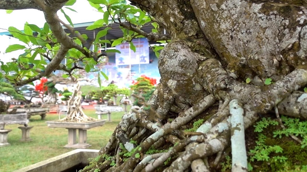 Cây quý hiếm chủ báo giá 3 tỷ. precious and rare bonsai