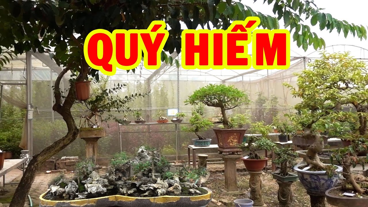 Cây quý hiếm chưa gặp bao giờ và tiểu cảnh giá bình dân - precious and rare bonsai tree