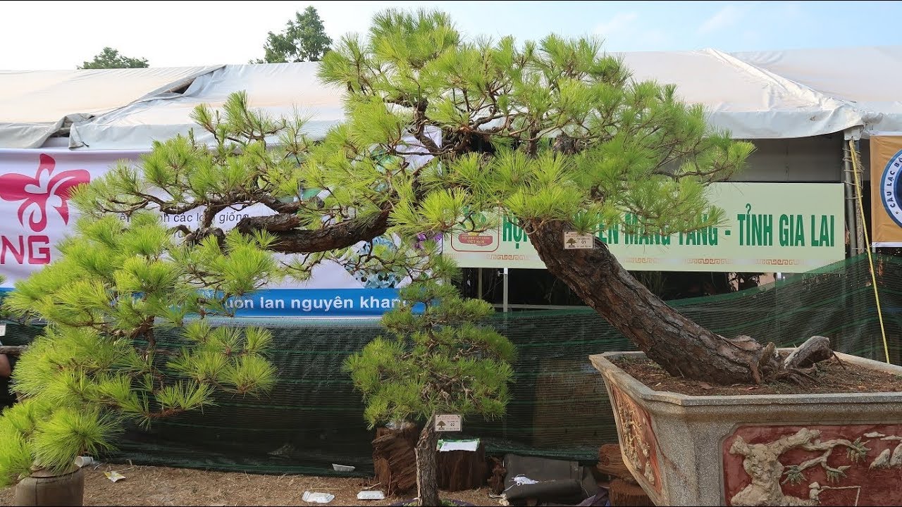 Cây thông bonsai dáng huyền thác đổ mê mẩn người chơi cây lá kim