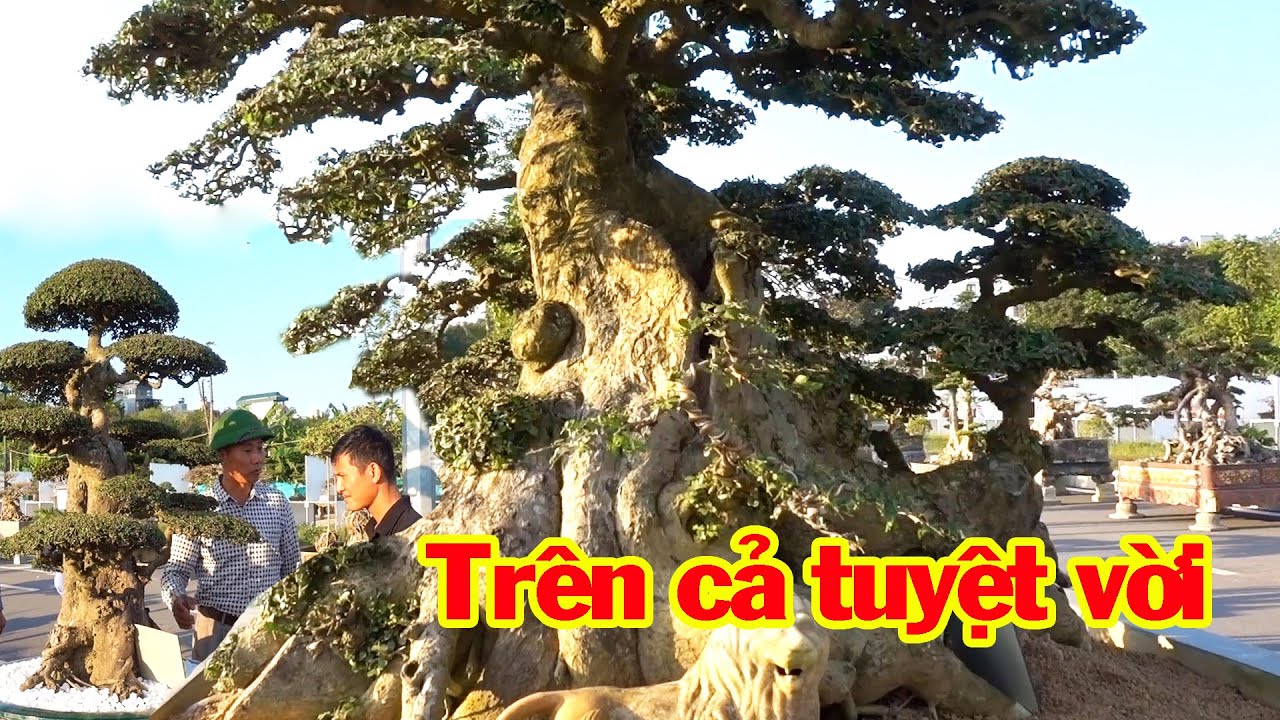 Cây tiền tỷ lần đầu đi chơi đã gây tiếng vang, hỏi giá cây quý - beautiful bonsai trees