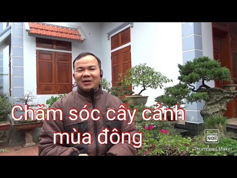 Chăm sóc cây cảnh mùa đông