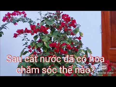 Chăm sóc cây hoa giấy đã có hoa sau thời gian cắt nước