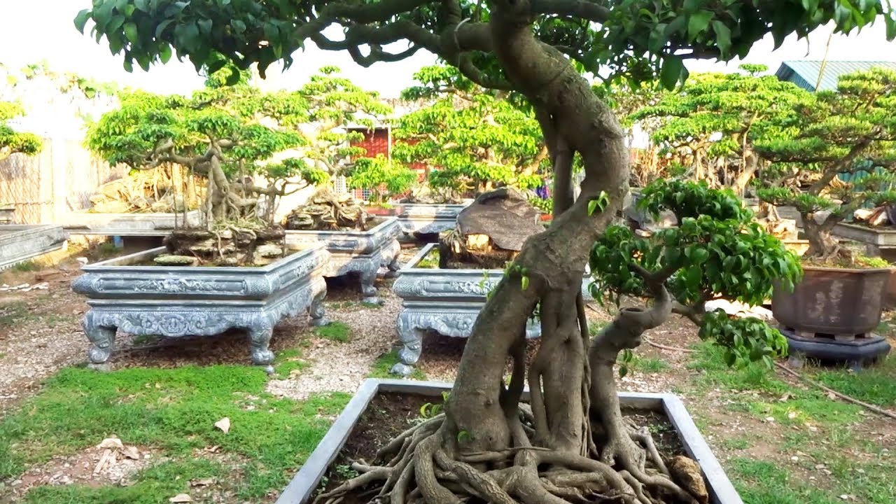 Chấp nhận bán lỗ vốn nhiều lần những cây đẹp này - beautiful bonsai tree garden of Mr Hop