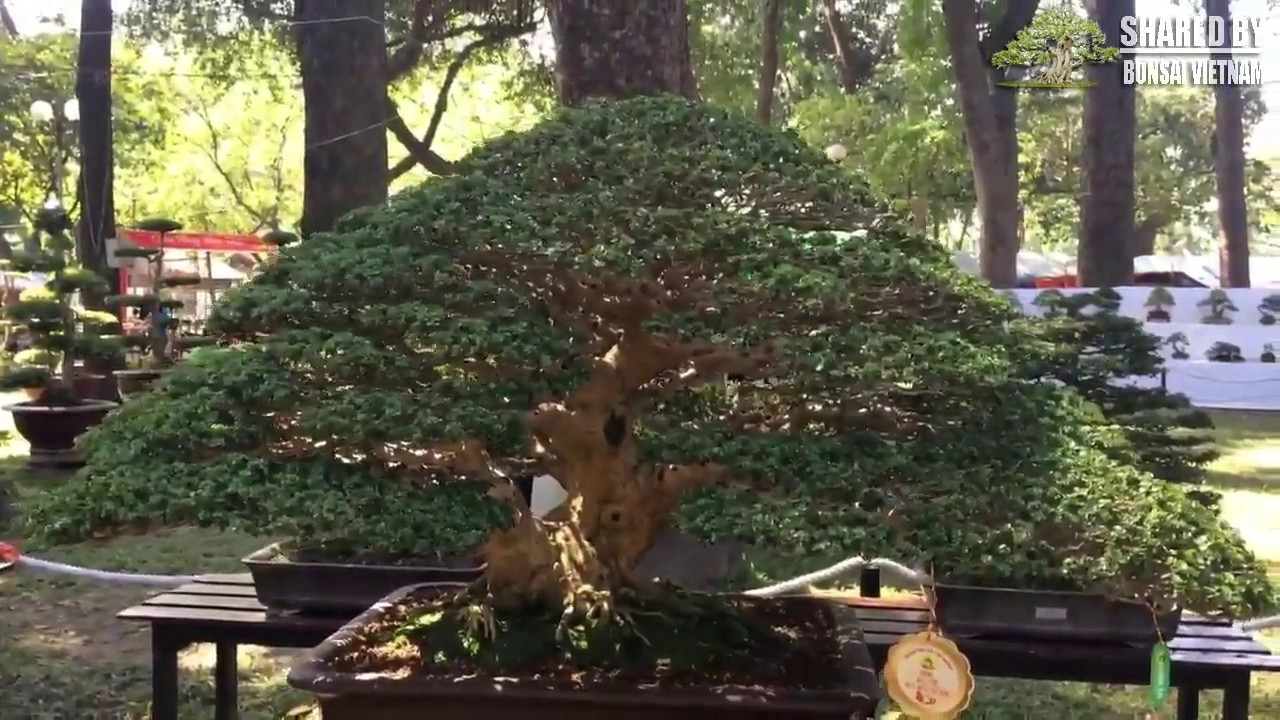 Chậu Bonsai đạt giải Vàng ở lễ hội hoa Xuân