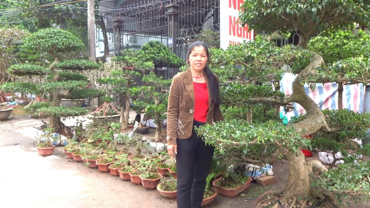 Chị Phượng báo giá từ cây bonsai đến cây khủng rẻ - bonsai market in Yen Tu - Uong Bi - Quang Ninh