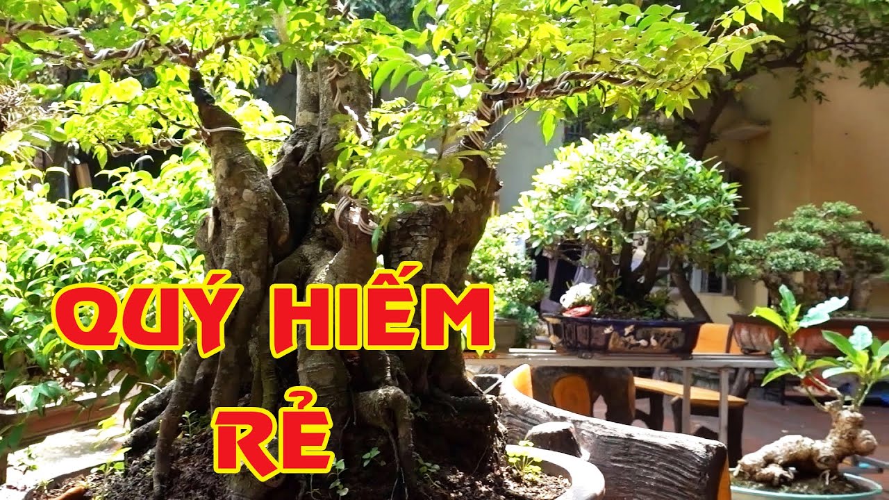 Chỉ vài trăm nghìn tới vài triệu là có cây cực kỳ đẹp và quý - selling beautiful bonsai trees