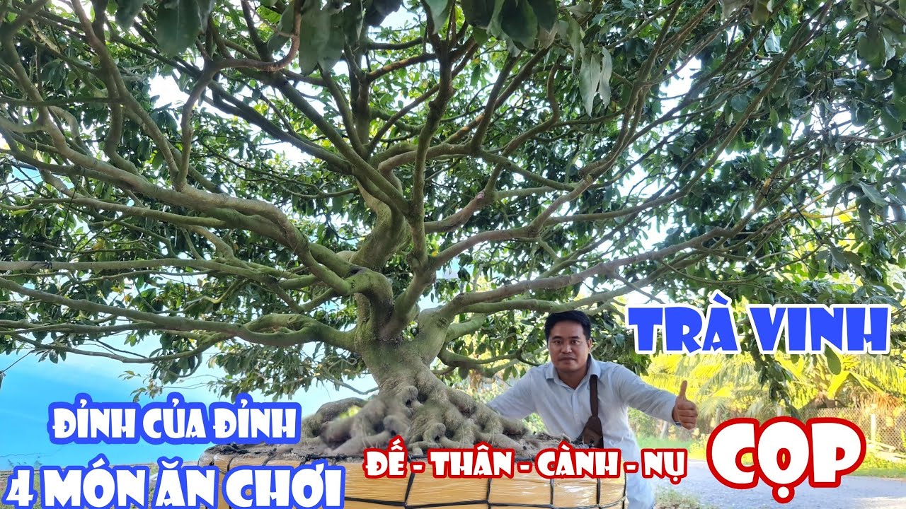 Choáng ngợp trước "SIÊU MAI CỌP" lần đầu xuất hiện ở Trà Vinh