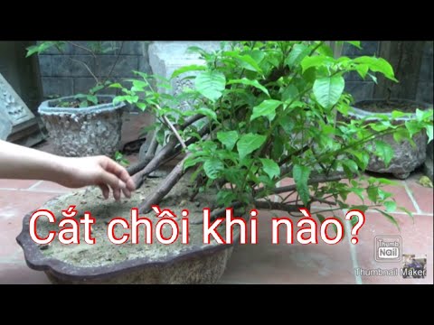 Chồi hoa giấy giâm nên cắt khi nào