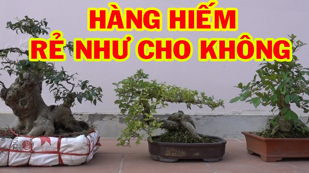 Chưa gặp ai bán cây rẻ như vậy, sanh lộc vừng giá rẻ - bonsai trees is cheap