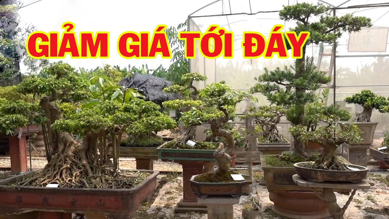 Chưa gặp cây nào giảm giá nhiều như vậy, cây đẹp giá rẻ - cheap and beautiful bonsai trees