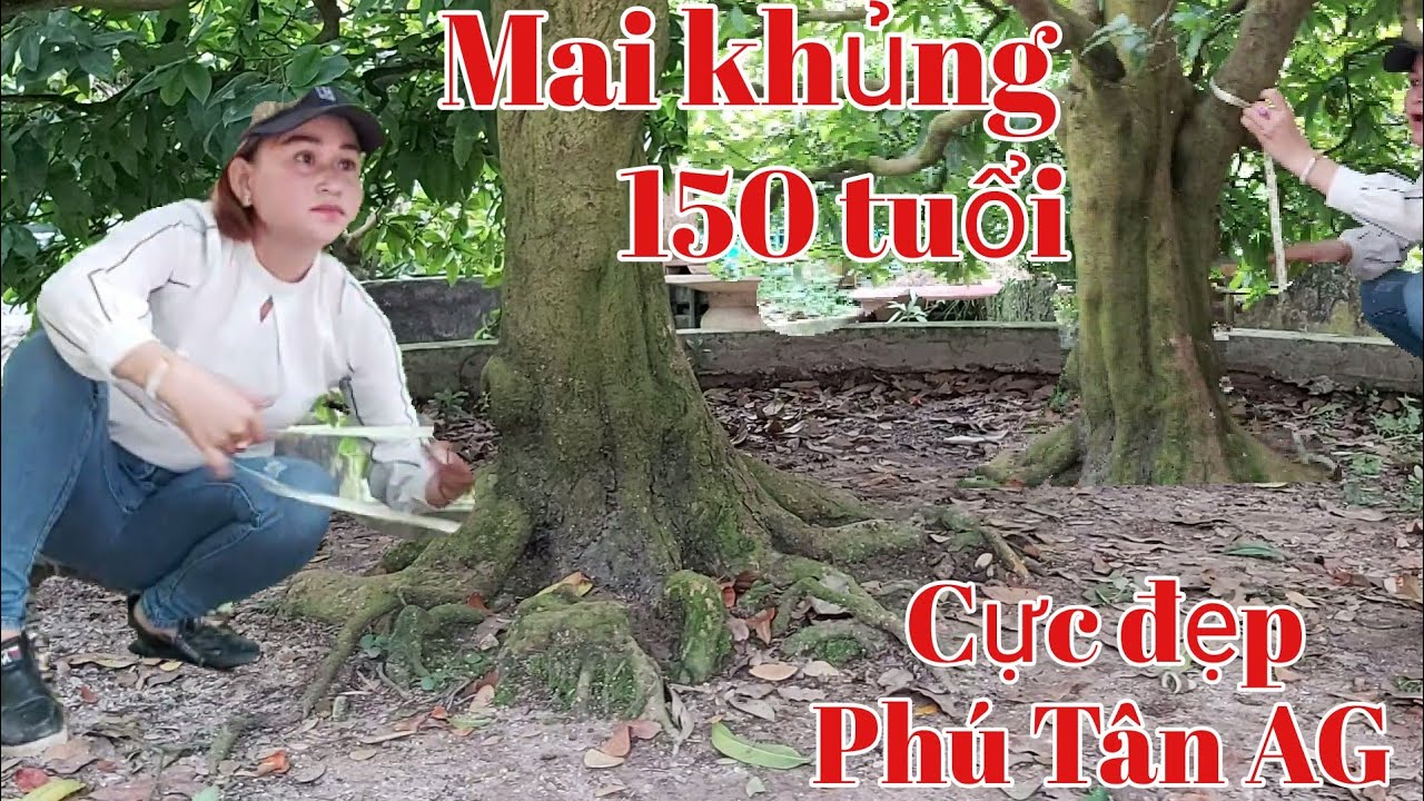 Cụ Mai 150 tuổi đẹp nhất vùng xù nu toàn thân giá như thế nào gặp Chị Mỹ 0919996852.tại An Giang