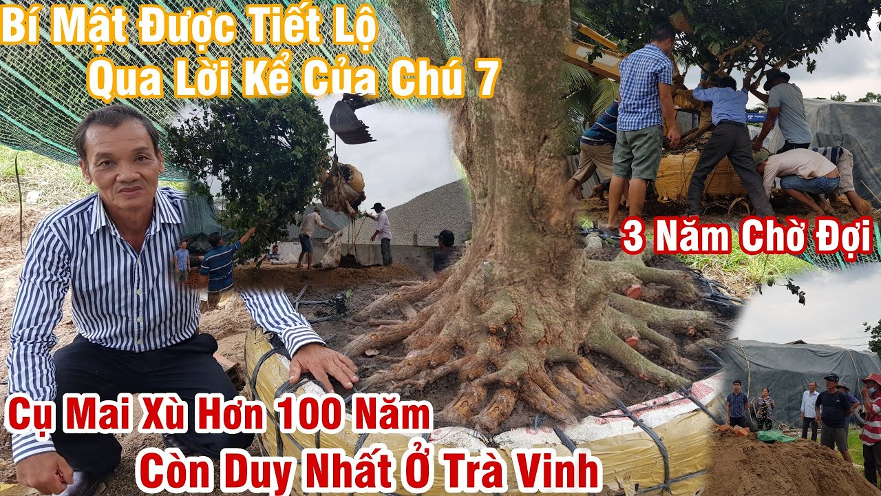 Cụ mai hơn 100 năm duy nhất còn lại tại Trà Vinh có gì đặc biệt 0968017474