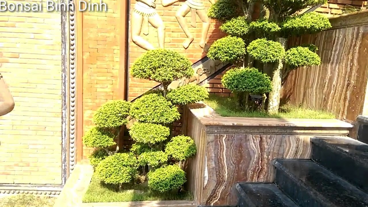 Cụm mai chiếu thủy tinh ghép đẹp - Bonsai Binh Dinh