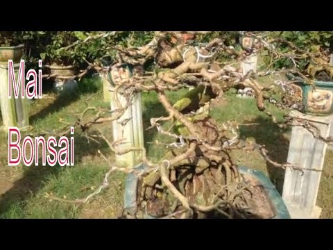 Cùng ngắm những cây mai bonsai  - Bonsai Binh Dinh